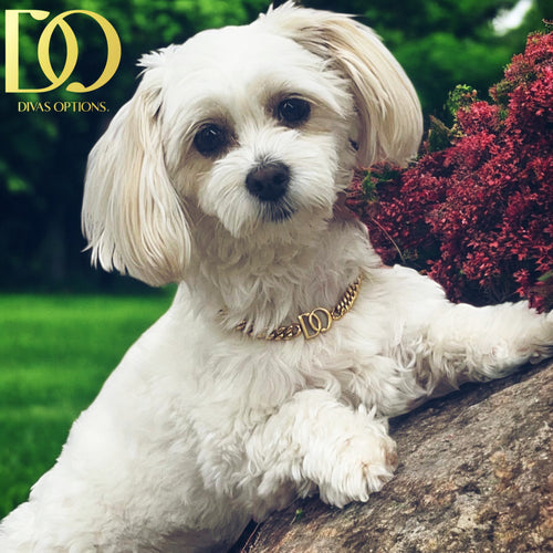 Personalize Dog Tag